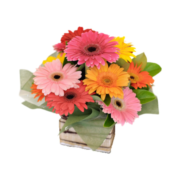 Gerbera Desire