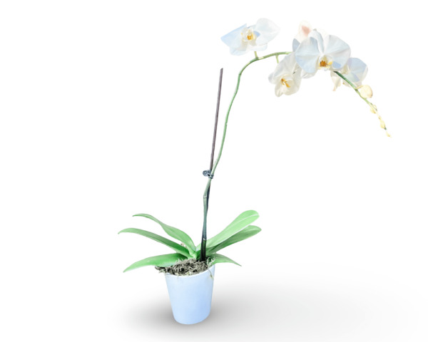 Phalaenopsis Orchids
